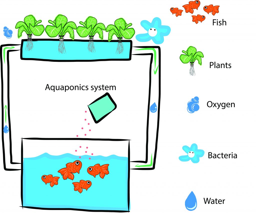 aquaponics systems: the simplest way to build at home