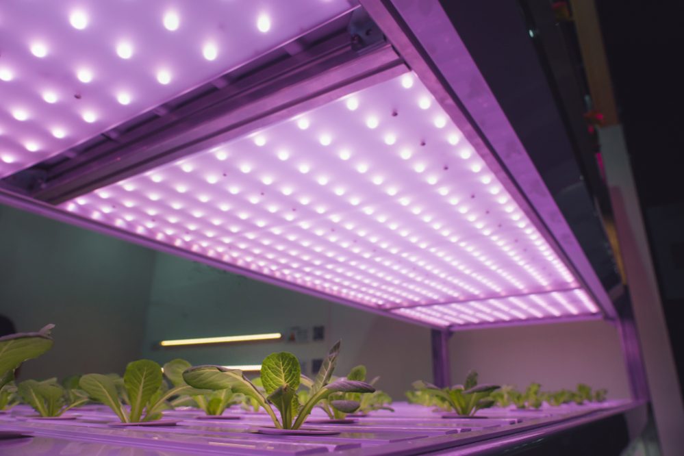 Best LED Grow Lights 2022 – 300W, 450W, 600W, 1000W, 1200W, 1500W, 2000W
