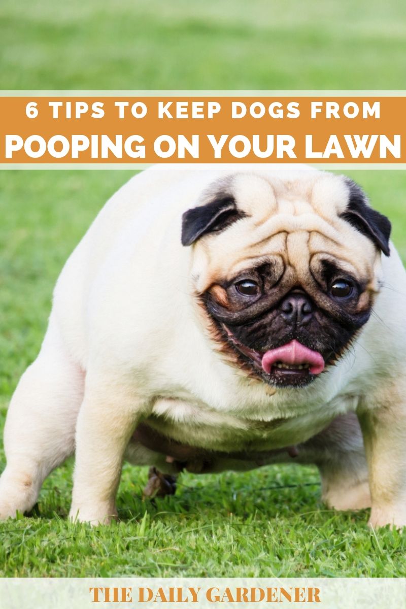 Keep Dogs from Pooping on Your Lawn