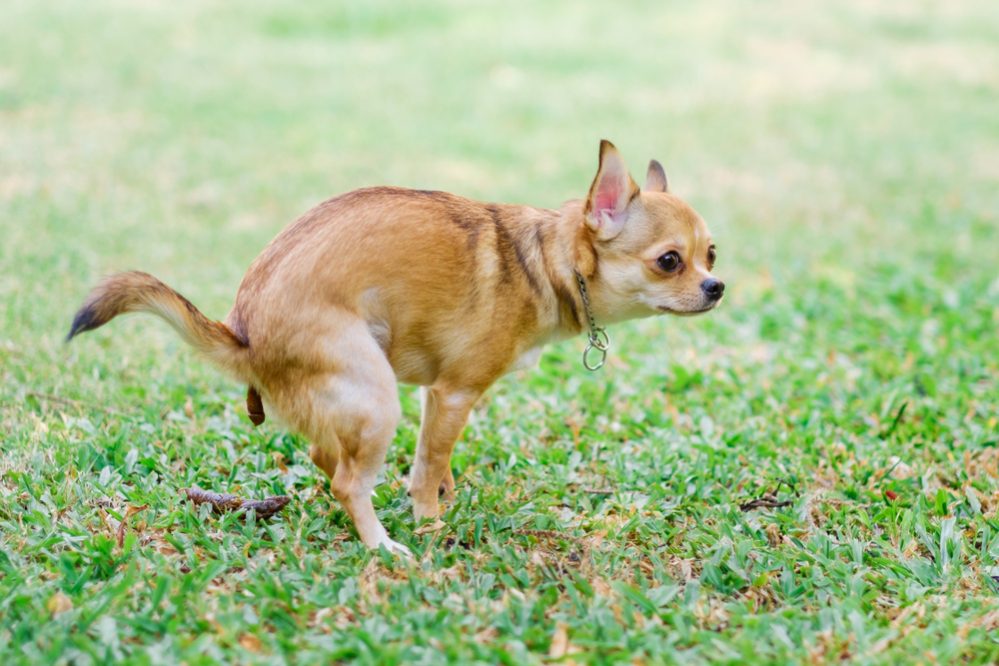 Keep Dogs from Pooping on Your Lawn
