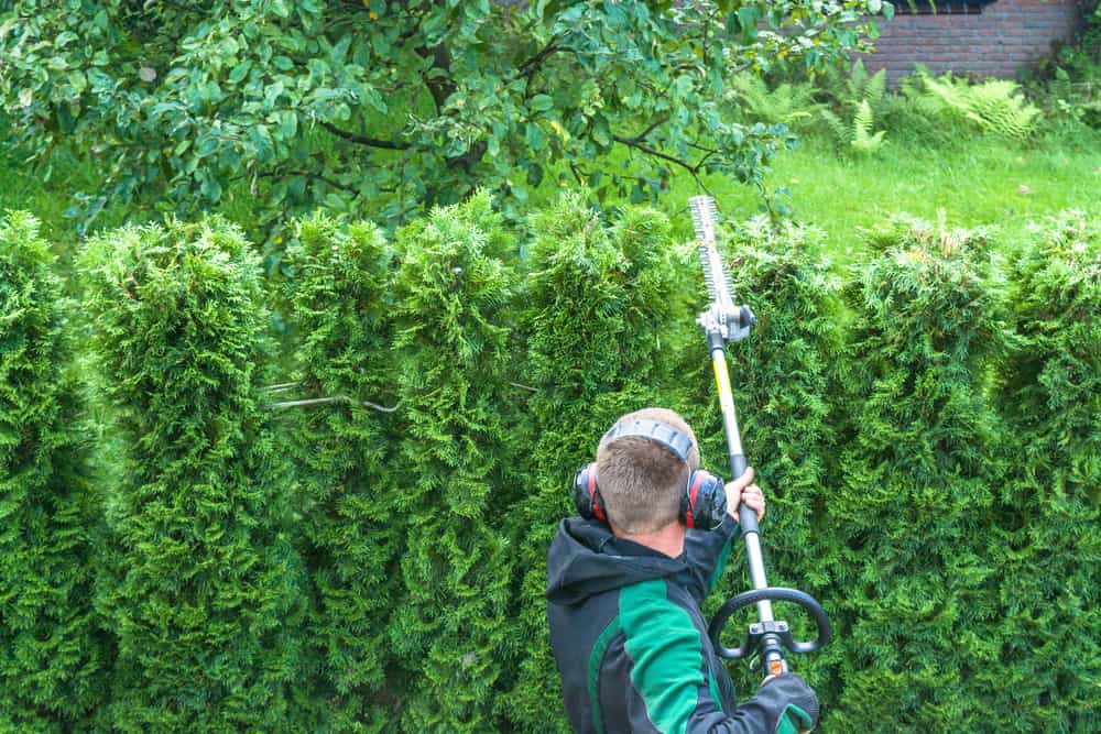 best pole hedge trimmer 2020