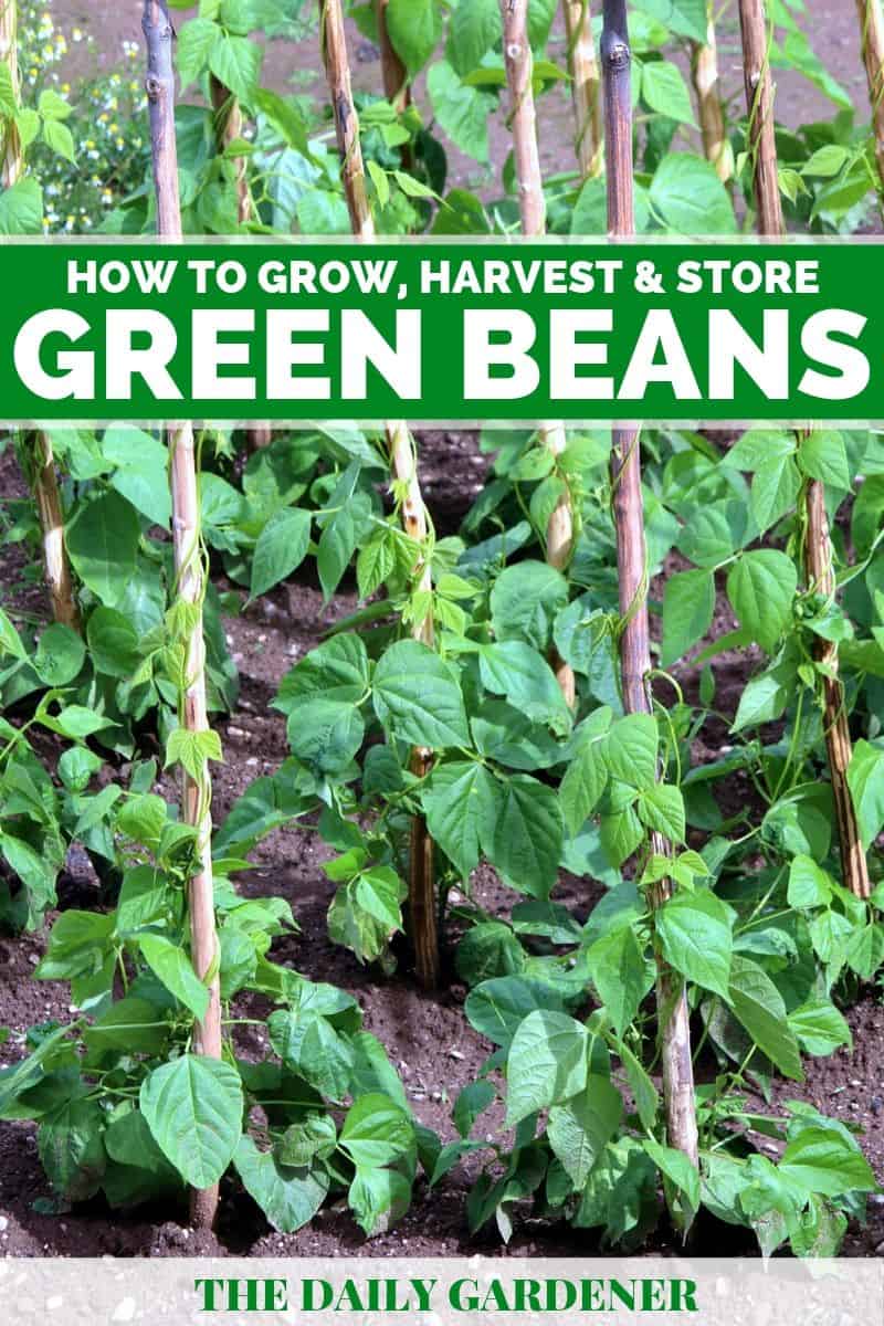 How to Grow Green Beans in Your Garden?