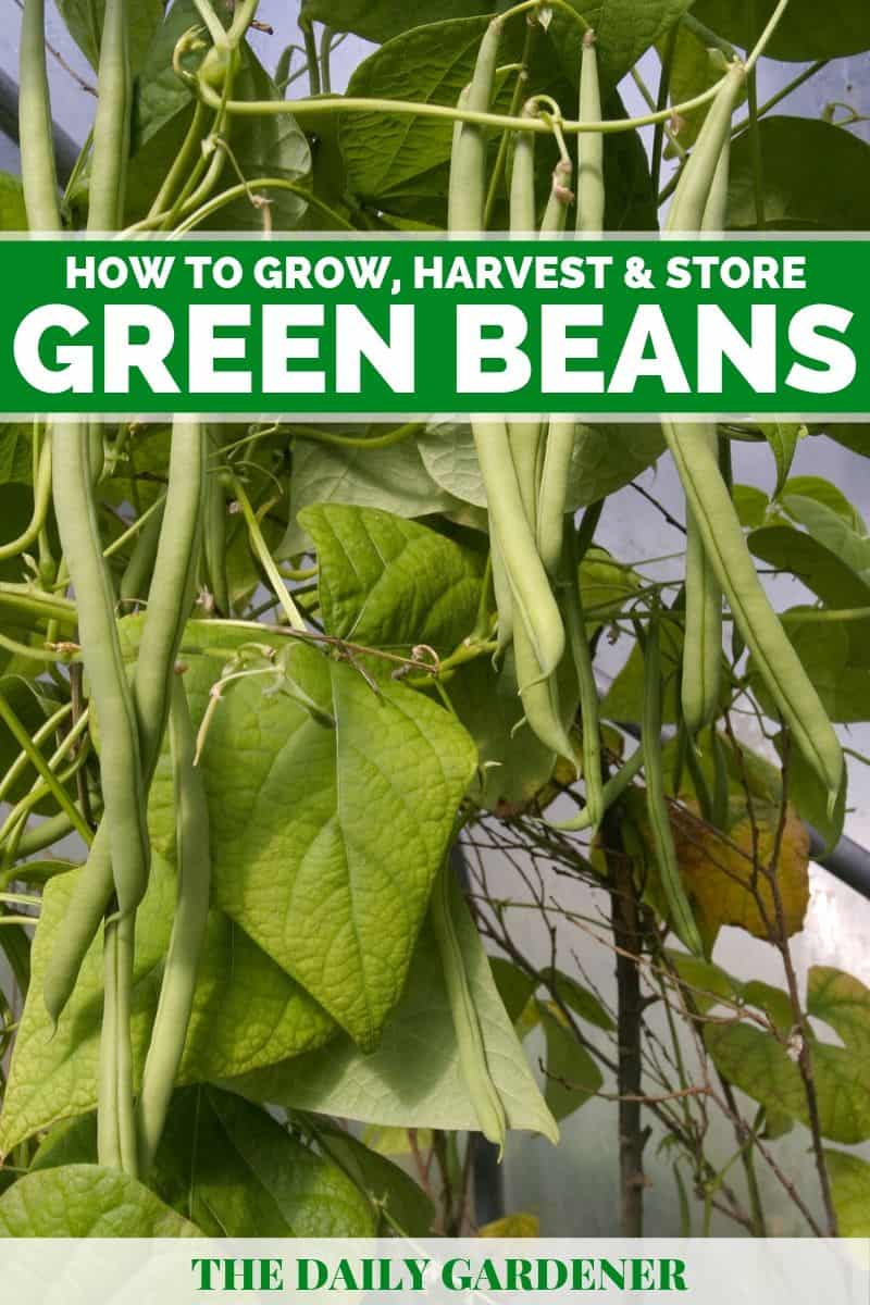 How to Grow Green Beans in Your Garden?