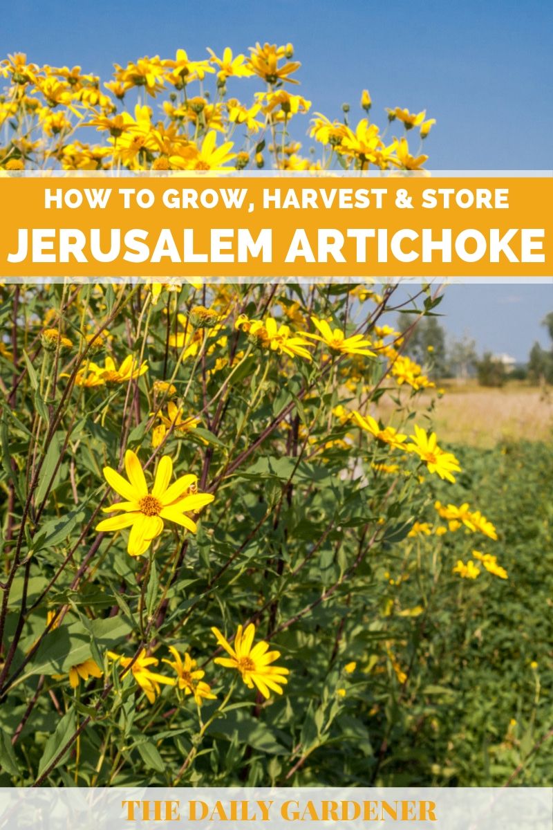 How to Grow Jerusalem Artichoke Plant in Your Garden?