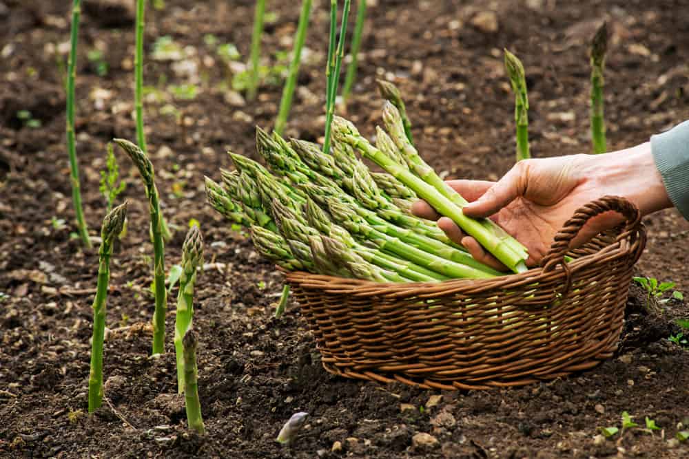 How To Grow Asparagus In Your Garden 