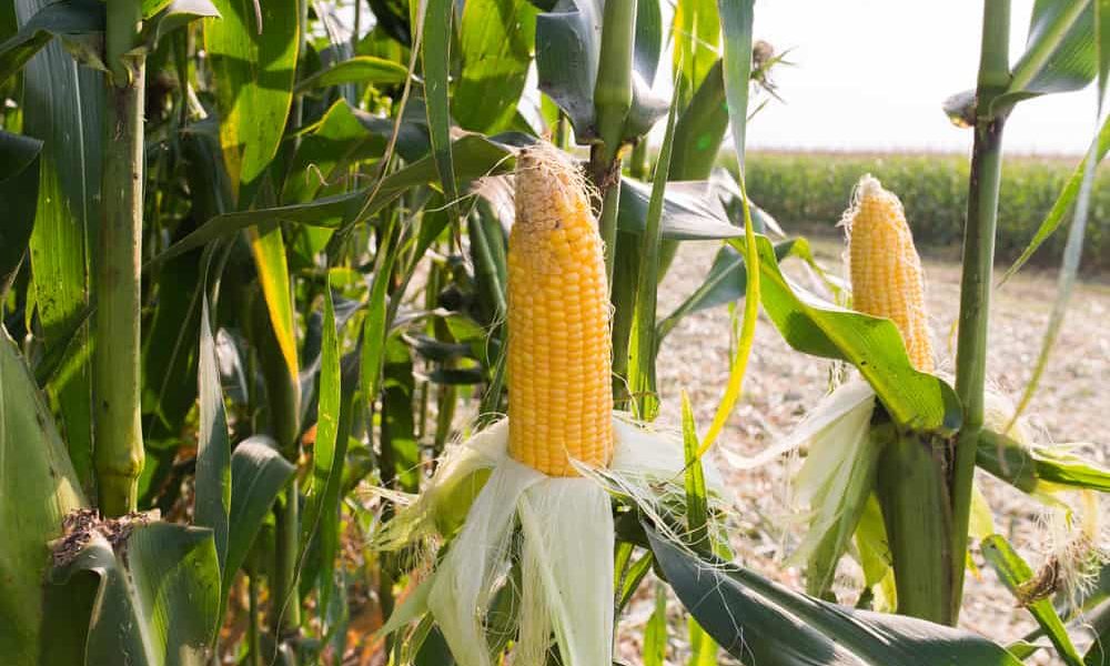 How to Plant, Harvest and Store Sweet Corn? - The Daily 