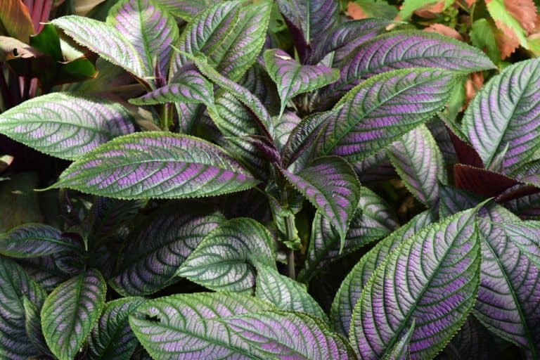 How to Plant Persian Shield in Your Garden (Tricks to Care!)