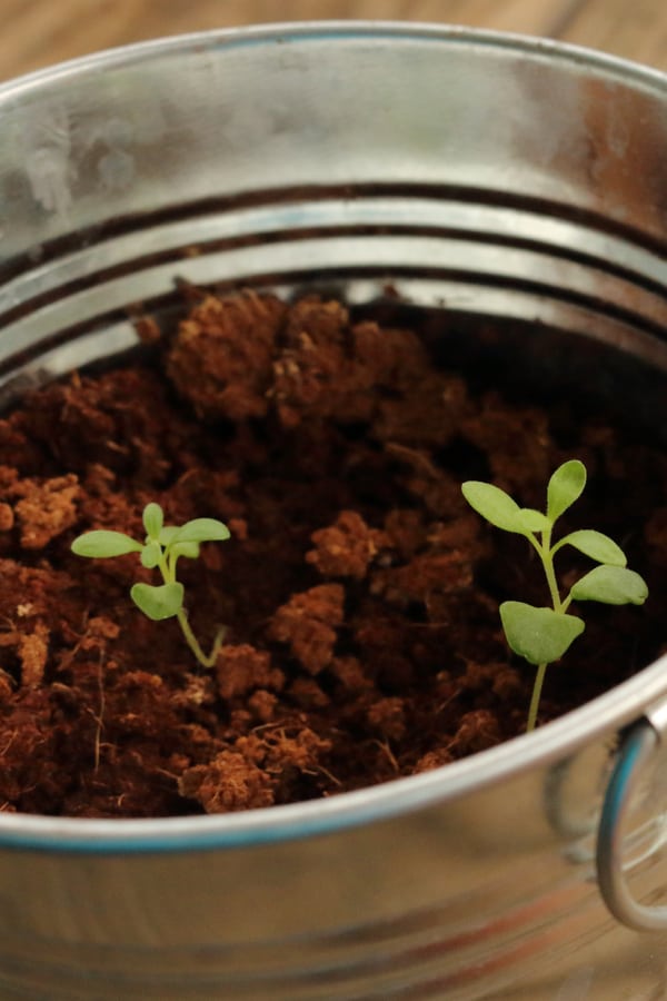 young lavender seedlings