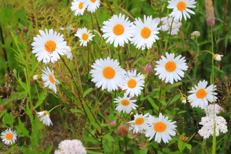 How to Plant Chamomile in Your Garden (Tricks to Care!)
