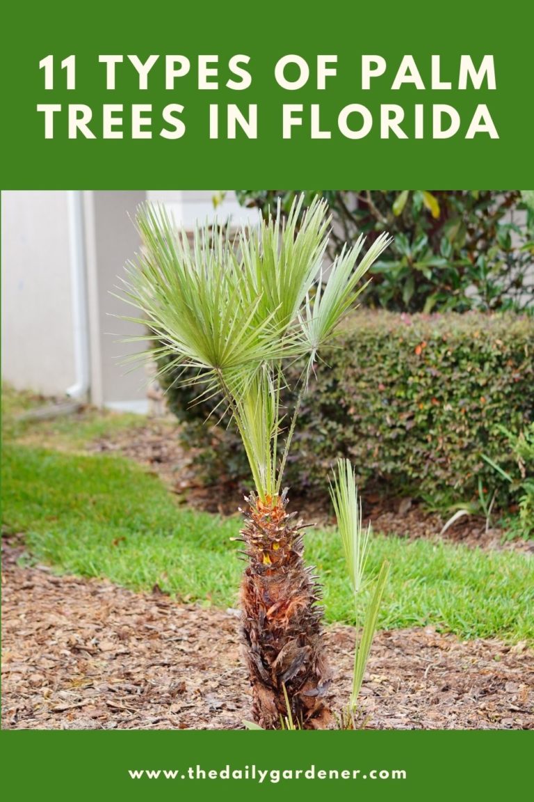cost of palm trees in florida