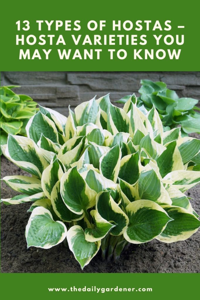 13 Types of Hostas - Hosta Varieties You May Want to Know