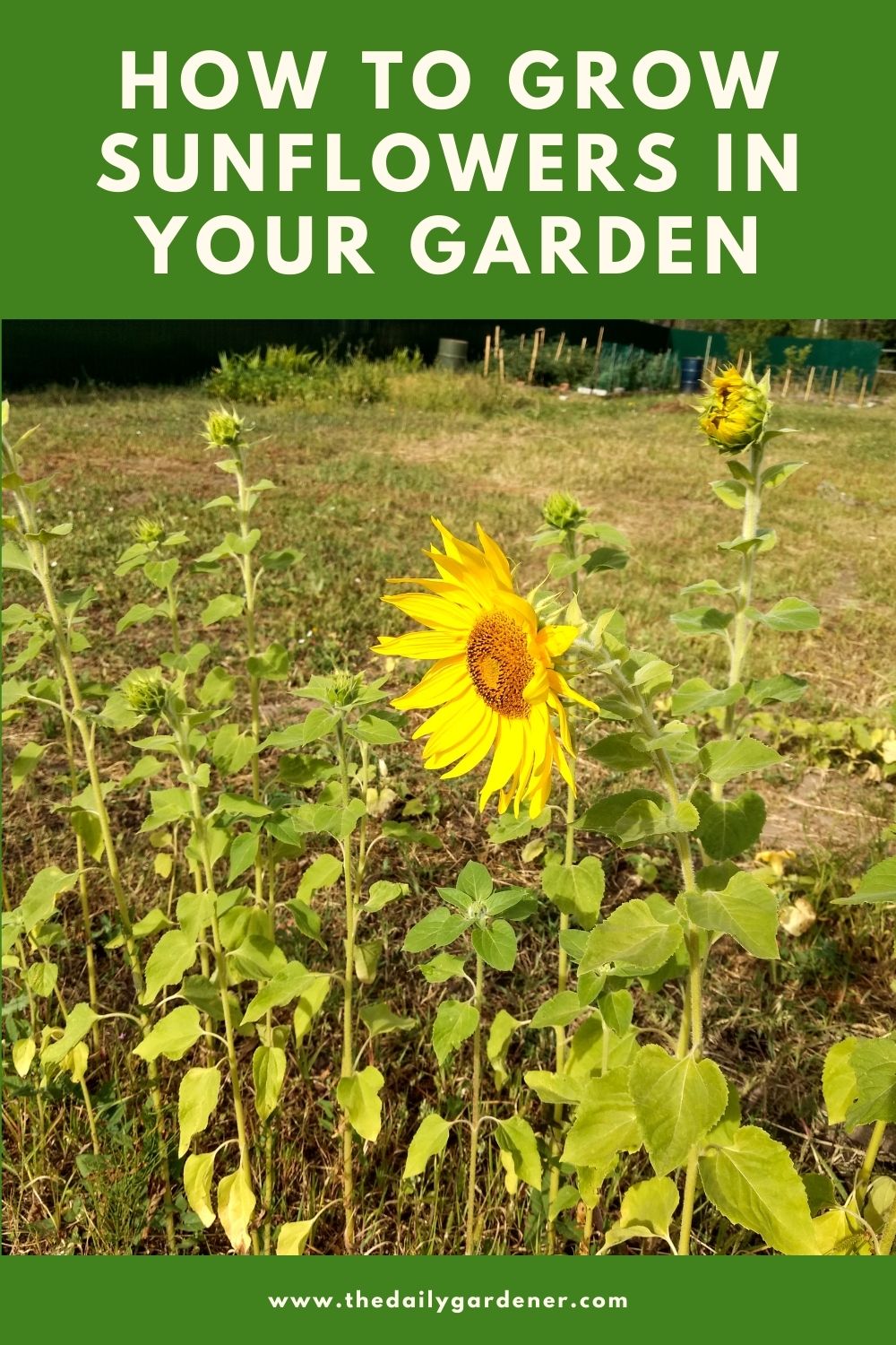 How To Grow Sunflowers In Your Garden Ticks To Care
