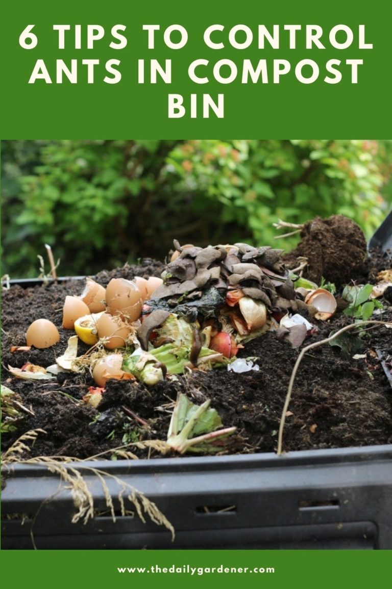 6 Tips To Control Ants In Compost Bin 1 768x1152 