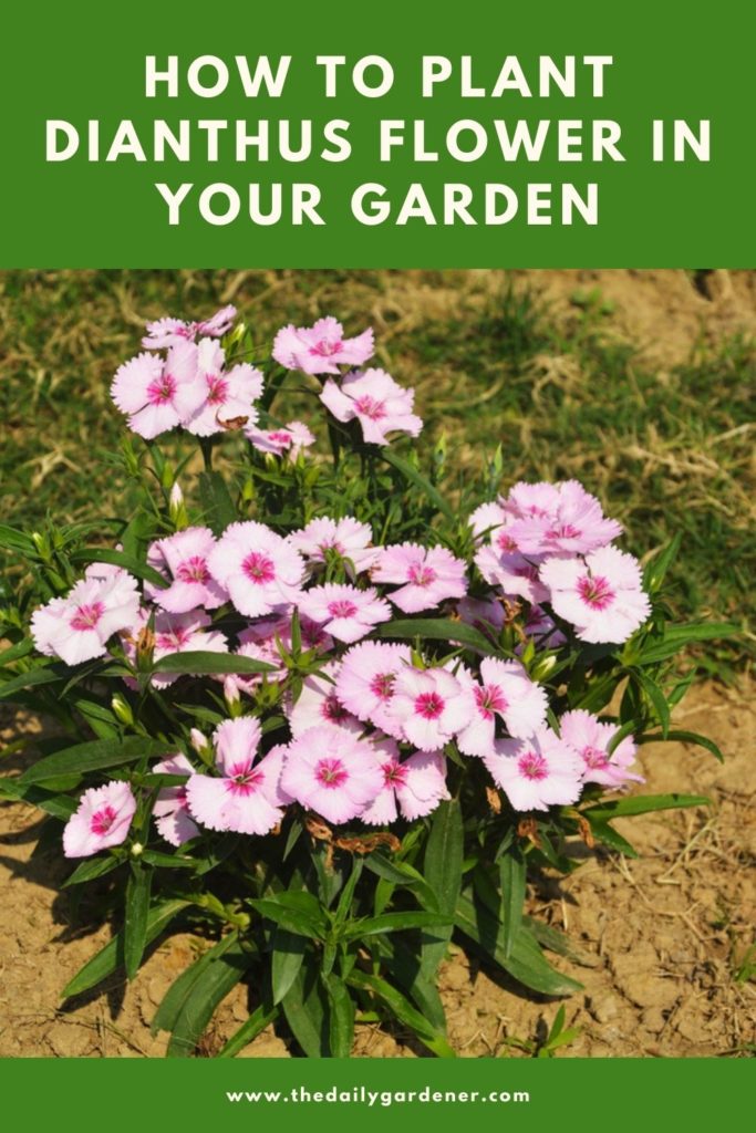 How To Plant Dianthus Flower In Your Garden Tricks To Care